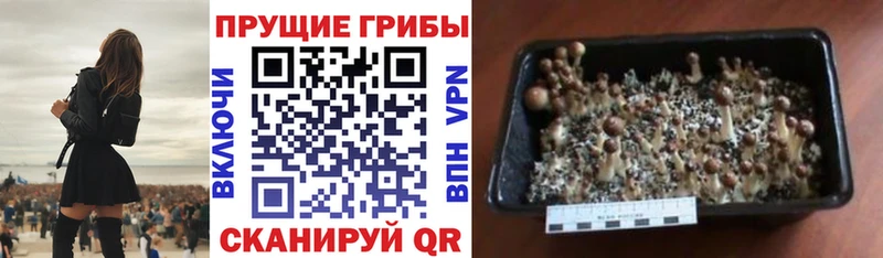 Галлюциногенные грибы мухоморы  продажа наркотиков  Туапсе 